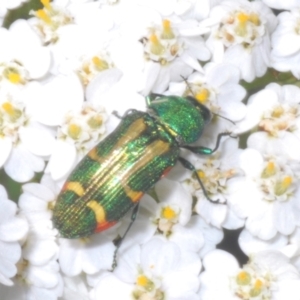 Castiarina flavoviridis at Kosciuszko National Park - 19 Jan 2024