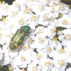 Castiarina flavoviridis at Kosciuszko National Park - 19 Jan 2024