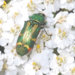 Castiarina flavoviridis at Kosciuszko National Park - 19 Jan 2024