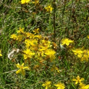 Apis mellifera at Isaacs Ridge NR (ICR) - 21 Jan 2024 09:24 AM