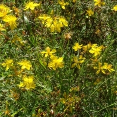 Apis mellifera at Isaacs Ridge NR (ICR) - 21 Jan 2024 09:24 AM