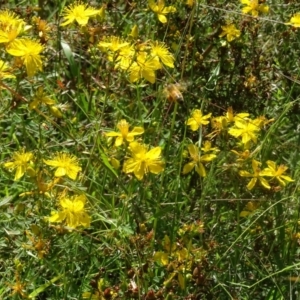 Apis mellifera at Isaacs Ridge NR (ICR) - 21 Jan 2024 09:24 AM