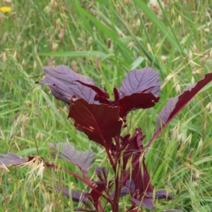 Amaranthus caudatus at West Belconnen Pond - 23 Jan 2024