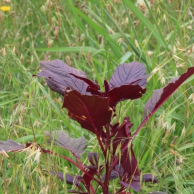 Amaranthus caudatus (Cat's Tail) at Dunlop, ACT - 22 Jan 2024 by SandraH