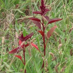 Amaranthus caudatus at West Belconnen Pond - 23 Jan 2024 10:36 AM