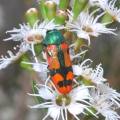 Castiarina scalaris (Scalaris jewel beetle) at Wilsons Valley, NSW - 20 Jan 2024 by Harrisi