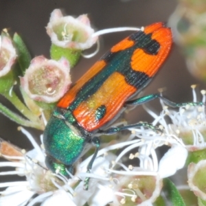 Castiarina scalaris at Kosciuszko National Park - 20 Jan 2024