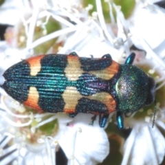 Castiarina sexplagiata (Jewel beetle) at Kosciuszko National Park - 19 Jan 2024 by Harrisi