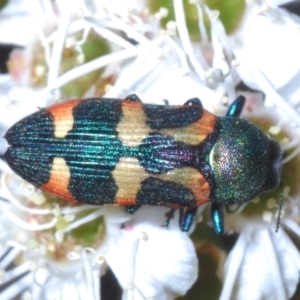 Castiarina sexplagiata at Kosciuszko National Park - 20 Jan 2024 09:54 AM