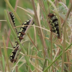 Phalaenoides tristifica (Willow-herb Day-moth) at Dunlop, ACT - 22 Jan 2024 by SandraH