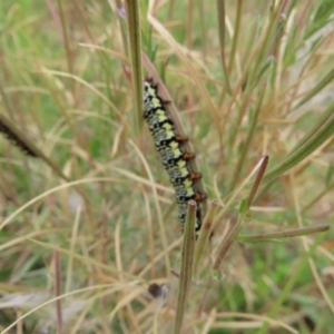 Phalaenoides tristifica at West Belconnen Pond - 23 Jan 2024