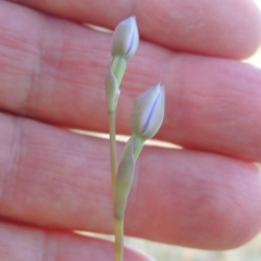 Thelymitra (Genus) (Sun Orchid) at Tuggeranong Hill - 13 Oct 2023 by MichaelBedingfield
