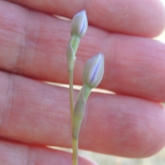 Thelymitra sp. (A Sun Orchid) at Tuggeranong Hill - 13 Oct 2023 by MichaelBedingfield