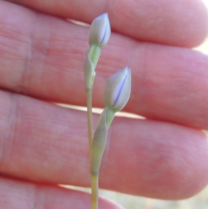 Thelymitra sp. at Tuggeranong Hill - suppressed