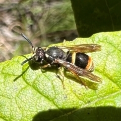 Paralastor sp. (genus) (Potter Wasp) at Paddys River, ACT - 19 Jan 2024 by Pirom