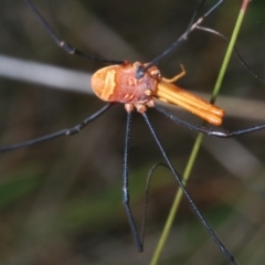 Opiliones (order) (Unidentified harvestman) at Wilsons Valley, NSW - 20 Jan 2024 by Harrisi