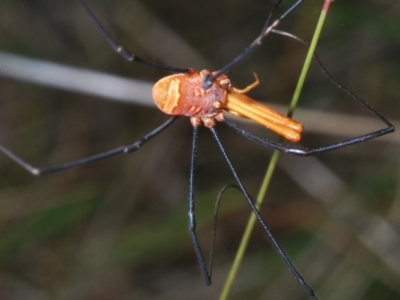 Neopilionidae (family) (A Harvestman) at Wilsons Valley, NSW - 20 Jan 2024 by Harrisi