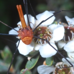 Opiliones (order) at Wilsons Valley, NSW - 20 Jan 2024