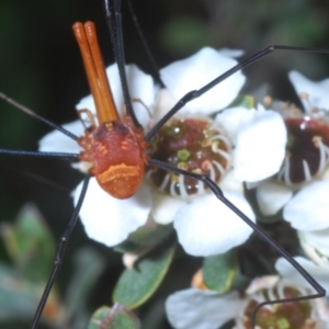 Neopilionidae (family) at Wilsons Valley, NSW - 20 Jan 2024 10:33 AM