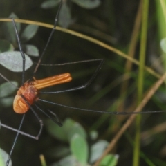 Opiliones (order) at Wilsons Valley, NSW - 20 Jan 2024