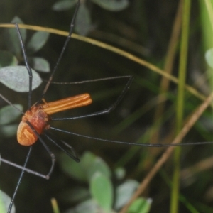 Opiliones (order) at Wilsons Valley, NSW - 20 Jan 2024