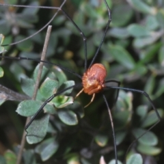 Neopilionidae (family) at Wilsons Valley, NSW - 20 Jan 2024 10:33 AM
