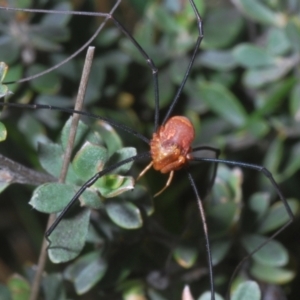 Neopilionidae (family) at Wilsons Valley, NSW - 20 Jan 2024 10:33 AM