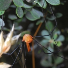 Opiliones (order) at Wilsons Valley, NSW - 20 Jan 2024