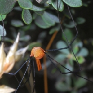 Opiliones (order) at Wilsons Valley, NSW - 20 Jan 2024