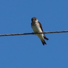 Petrochelidon nigricans (Tree Martin) at Alpine - 18 Jan 2024 by JanHartog