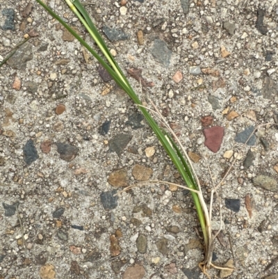 Sporobolus africanus (Parramatta Grass, Rat's Tail Grass) at Aranda, ACT - 23 Jan 2024 by lbradley