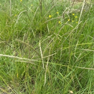 Sporobolus africanus at Aranda, ACT - 23 Jan 2024