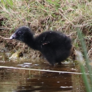 Porphyrio melanotus at Alpine, NSW - 22 Jan 2024