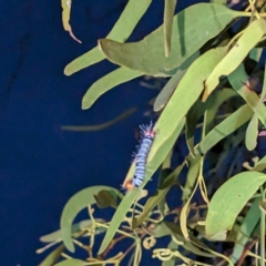 Comocrus behri (Mistletoe Day Moth) at Kambah, ACT - 22 Jan 2024 by HelenCross
