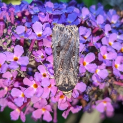 Agrotis munda (Brown Cutworm) at Lions Youth Haven - Westwood Farm A.C.T. - 22 Jan 2024 by HelenCross