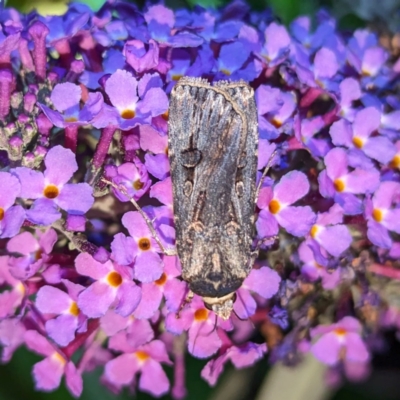 Agrotis munda (Brown Cutworm) at Lions Youth Haven - Westwood Farm - 22 Jan 2024 by HelenCross