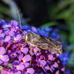 Agrotis munda at Lions Youth Haven - Westwood Farm A.C.T. - 22 Jan 2024