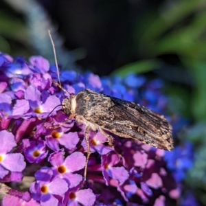 Agrotis munda at Lions Youth Haven - Westwood Farm A.C.T. - 22 Jan 2024 08:58 PM