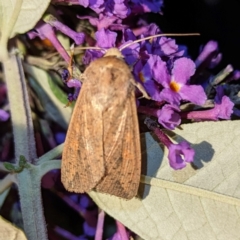 Mythimna (Pseudaletia) convecta (Common Armyworm) at Lions Youth Haven - Westwood Farm - 22 Jan 2024 by HelenCross