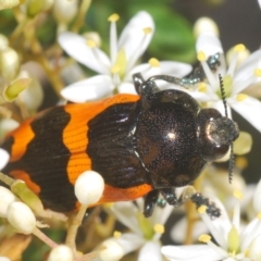 Castiarina bremei (A jewel beetle) at Uriarra Village, ACT - 21 Jan 2024 by Harrisi