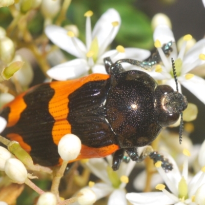 Castiarina bremei (A jewel beetle) at Lower Cotter Catchment - 21 Jan 2024 by Harrisi