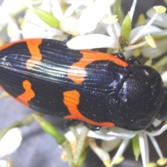 Castiarina bremei at Lower Cotter Catchment - 21 Jan 2024