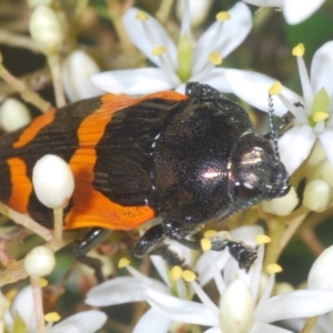 Castiarina bremei at Lower Cotter Catchment - 21 Jan 2024