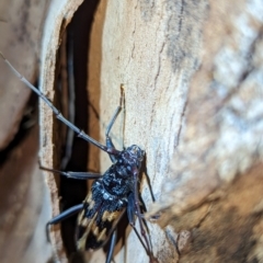Phoracantha tricuspis (Longhorn Beetle) at Lions Youth Haven - Westwood Farm - 22 Jan 2024 by HelenCross