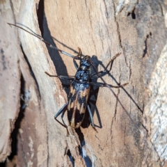 Phoracantha tricuspis at Lions Youth Haven - Westwood Farm A.C.T. - 22 Jan 2024 08:51 PM