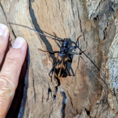 Phoracantha tricuspis at Lions Youth Haven - Westwood Farm A.C.T. - 22 Jan 2024 08:51 PM