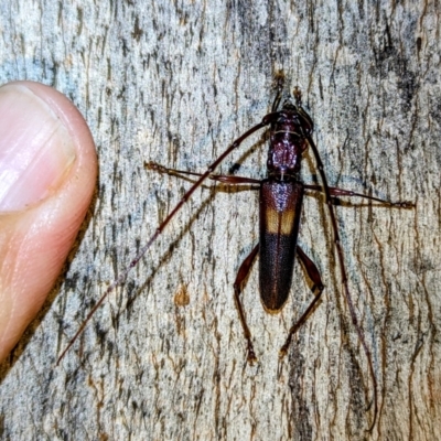 Epithora dorsalis (Longicorn Beetle) at Lions Youth Haven - Westwood Farm - 22 Jan 2024 by HelenCross