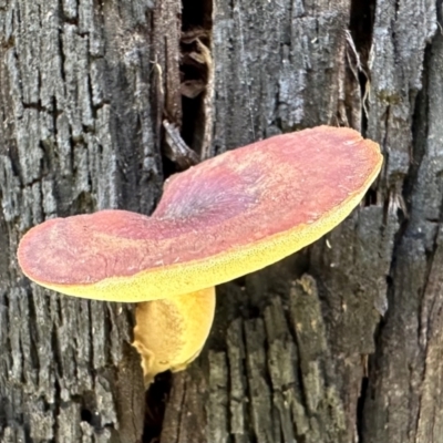 Unidentified Bolete - Fleshy texture, stem central (more-or-less) at Paddys River, ACT - 19 Jan 2024 by Pirom