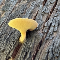 Boletus sp. at Tidbinbilla Nature Reserve - 19 Jan 2024