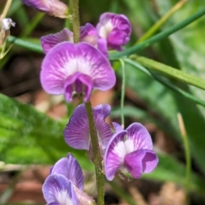 Glycine tabacina at Page, ACT - 23 Jan 2024